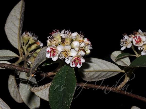 Silverleaf Cotoneaster